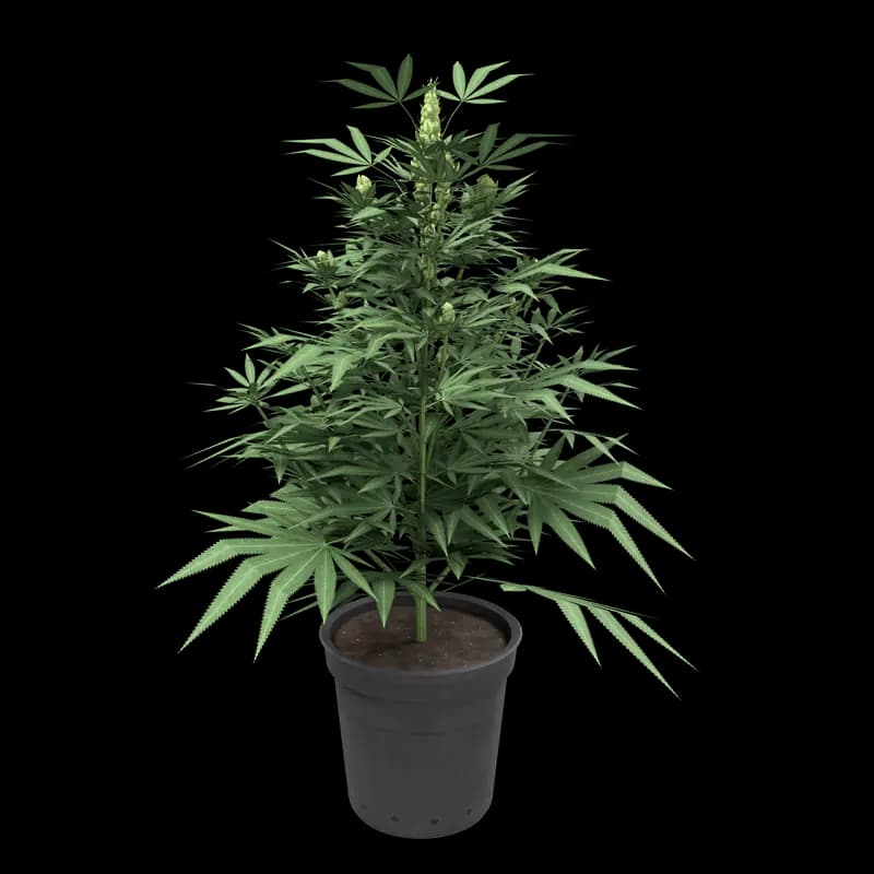 Our weed plant, grown, in its pot